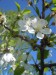 Květy jabloňe 2